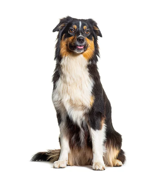 Australian Shepherd Cão Sentado Frente Fundo Branco — Fotografia de Stock