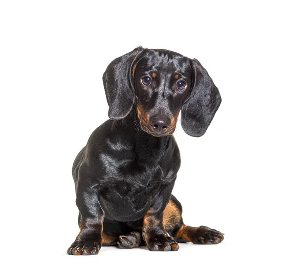 Perro Salchicha Sentado Frente Fondo Blanco — Foto de Stock