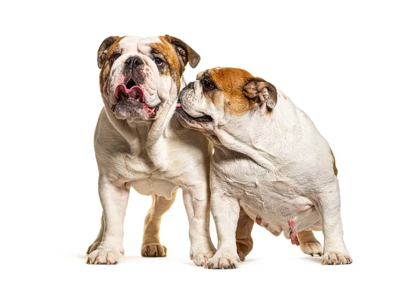 Twee Engelse Bulldogs Die Samen Voor Een Witte Achtergrond Zitten — Stockfoto