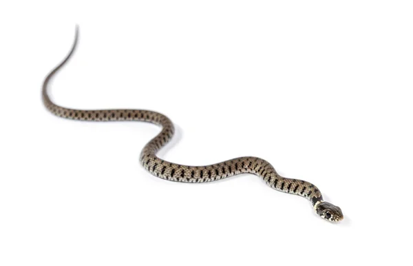 Serpiente Hierba Natrix Natrix Aislada Blanco — Foto de Stock