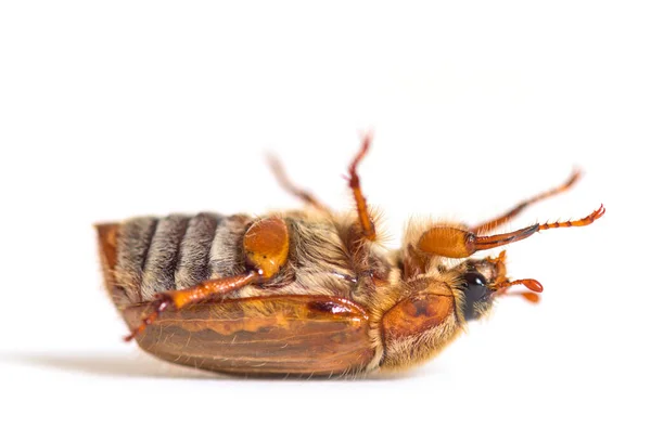 Summer Chafer Upside European June Beetle Amphimallon Solstitiale Isolated — Stock Photo, Image