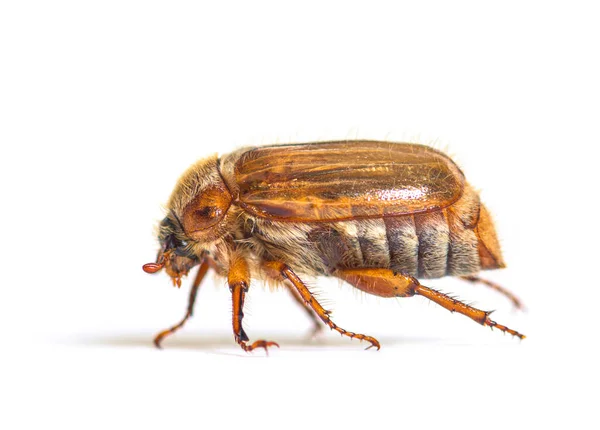 Side View Summer Chafer European June Beetle Amphimallon Solstitiale Front — Stock Photo, Image