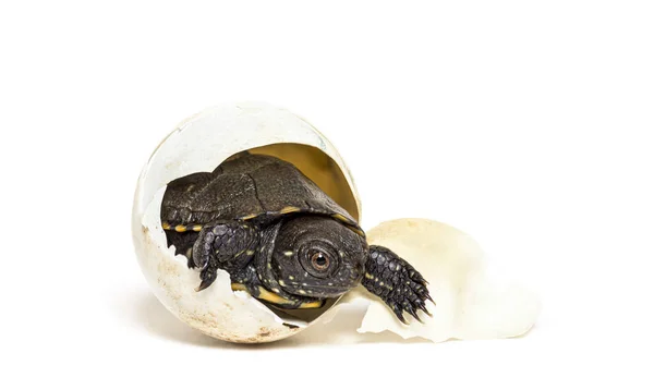 European Pond Turtle Hatching Its Egg Isolated White — Stock Photo, Image