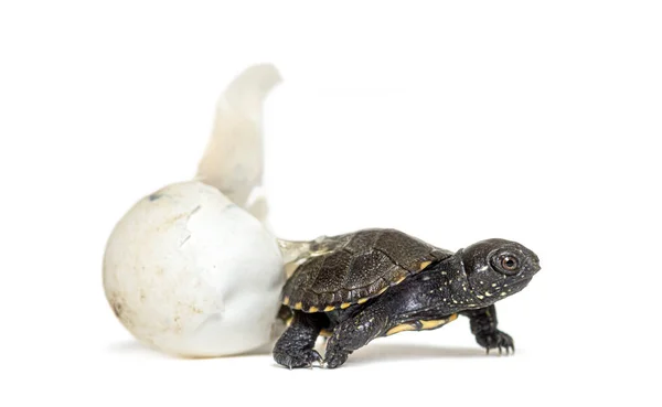 European Pond Turtle Hatching Its Egg Isolated White — Stock Photo, Image