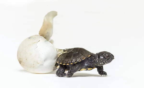 European Pond Turtle Hatching Its Egg — Stock Photo, Image