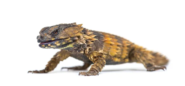 Lucertola Cinto Armadillo Ouroborus Cataphractus Isolato Bianco — Foto Stock