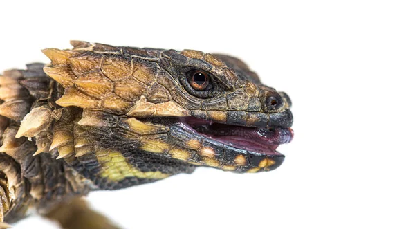 Lézard Annelé Armadillo Ouroborus Cataphractus Isolé Sur Blanc — Photo