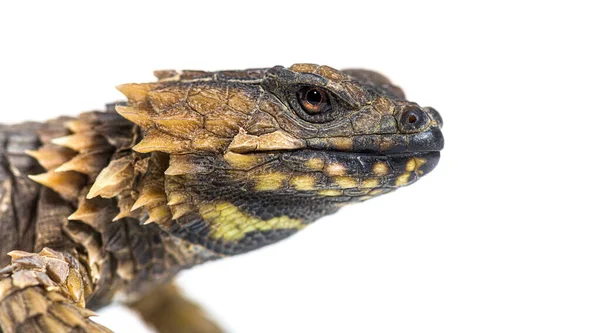 Lagarto Ceñido Armadillo Ouroborus Cataphractus Aislado Sobre Blanco — Foto de Stock