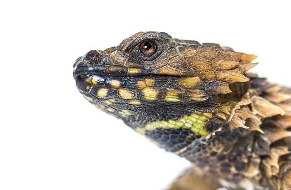 Tiro Cabeça Lagarto Cintado Armadillo Catafracto Ouroborus Isolado Branco — Fotografia de Stock