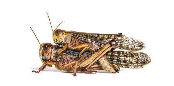Side View Male Female Desert Locust Copulating Schistocerca Gregaria Isolated — Stock Photo, Image