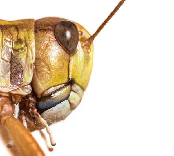 Head Shot Adulte Desert Locust Schistocerca Gregaria Isolated — Stock Photo, Image