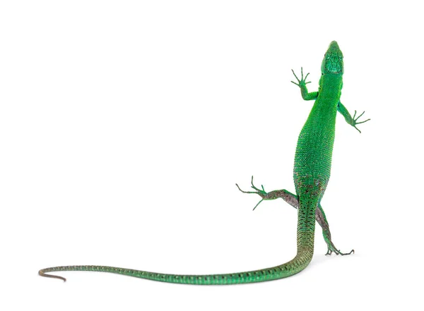 Green Keel Bellied Lizard Gastropholis Prasina Isolated White — Stock Photo, Image