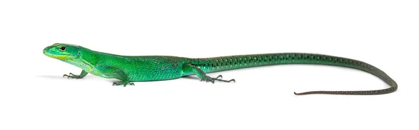 Green Keel Bellied Lizard Gastropholis Prasina Isolated White — Stock Photo, Image