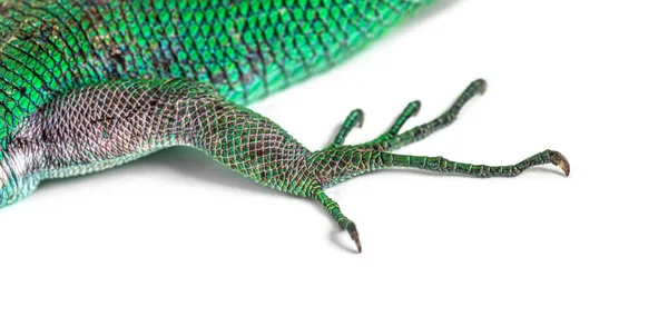 緑色のキール状のトカゲの足 白い上に隔離された胃穴プラシーナ — ストック写真