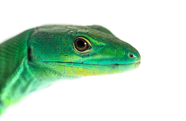 Tiro Cabeça Lagarto Barriga Quilha Verde Gastropholis Prasina Isolado Branco — Fotografia de Stock