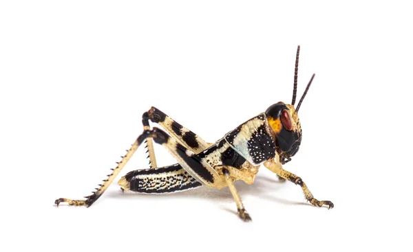 Crysalis Stage Locust Schistocerca Gregaria Isolated — Stock Photo, Image