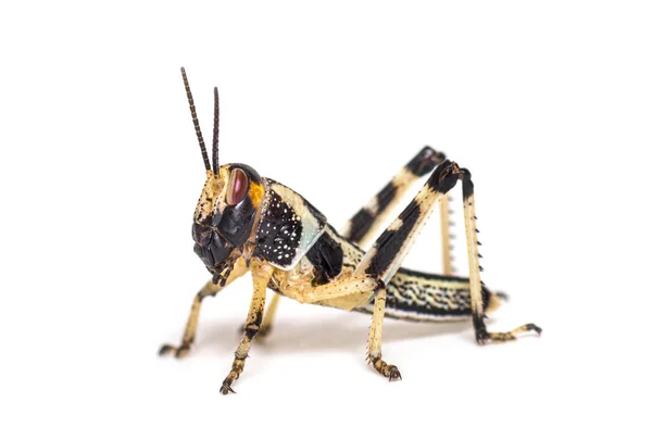 Crysalis Stage Locust Schistocerca Gregaria Isolated — Stock Photo, Image
