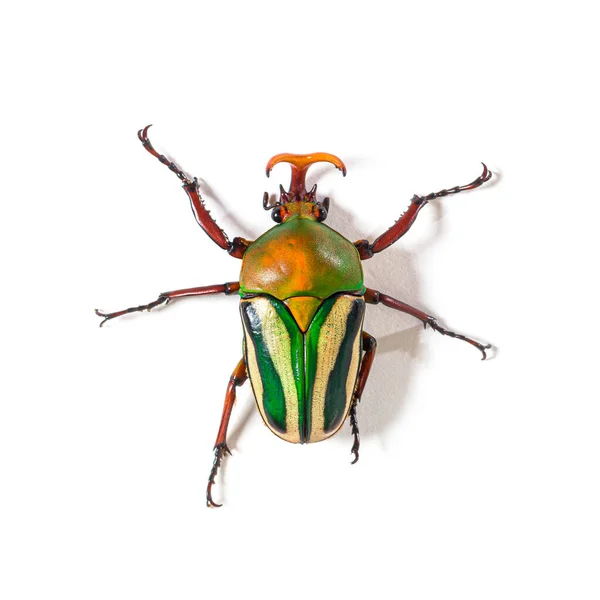 Vue Élevée Scolyte Flamboyant Espèce Eudicella Gralli — Photo