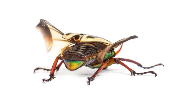 花甲虫 ユーディチェッラ グラッリ種 — ストック写真