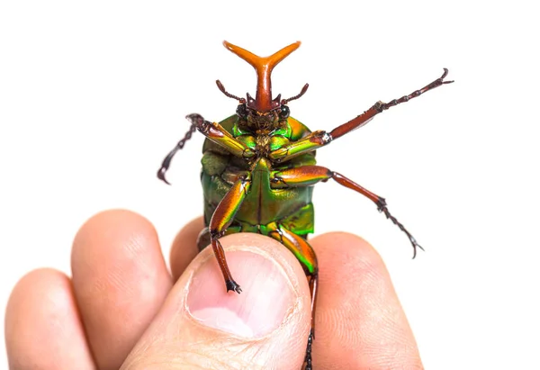 Mão Humana Segurando Besouro Flamboyant Flor Eudicella Gralli Espécie — Fotografia de Stock