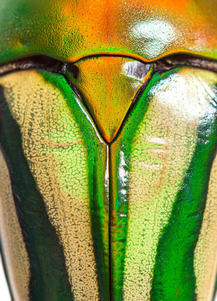 Detail of Flamboyant flower beetle shell, Eudicella gralli species