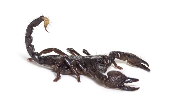 Juvenil Kejsare Skorpion Pandinus Imperator Isolerad — Stockfoto