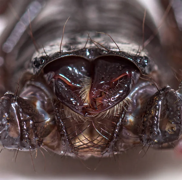 Claw Juvenile Emperor Scorpion Pandinus Imperator Isolated — Stock Photo, Image