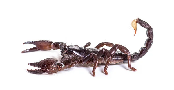 Side View Juvenile Emperor Scorpion Pandinus Imperator Isolated — Stock Photo, Image