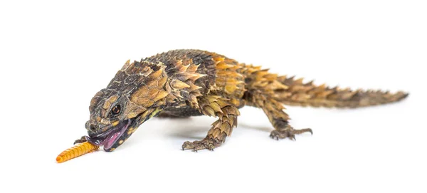 armadillo girdled lizard pet