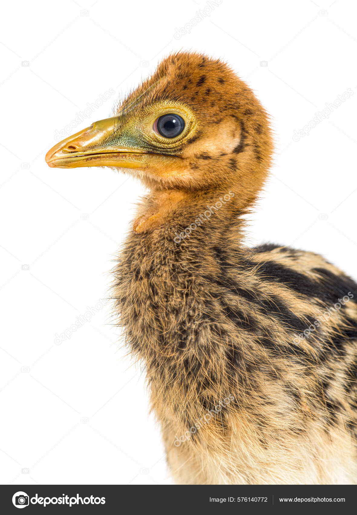 双头高头鸡卡苏亚雷斯临时鸡——图库图片© lifeonwhite #576140772, image size:1180x1700