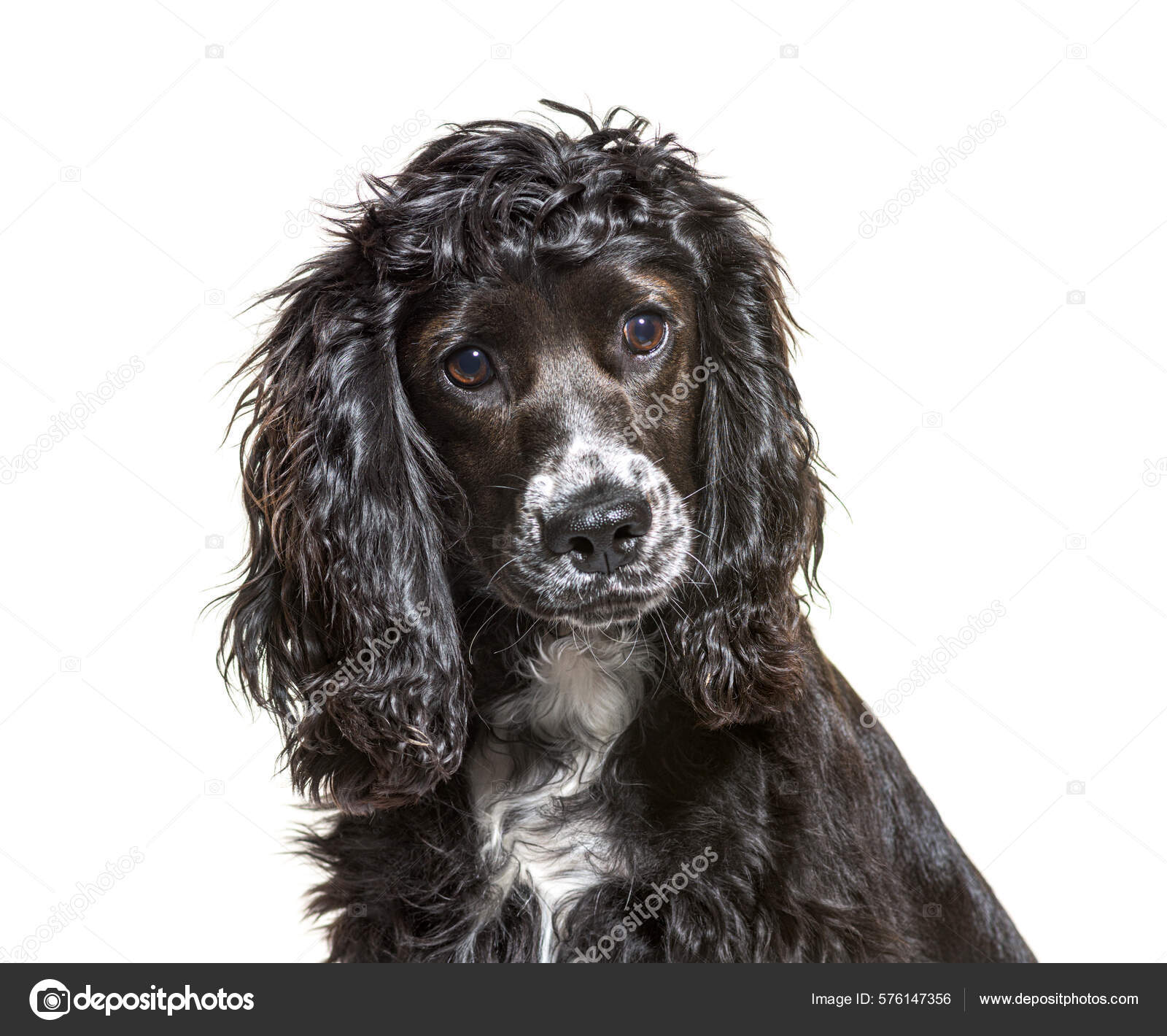 Cocker hotsell spaniel grey