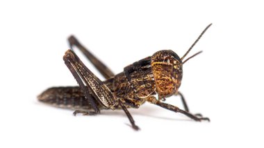 Çekirgenin Kristal Evresi, Schistocerca Gregaria, izole edilmiş.