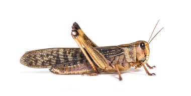 Side view of Adulte Desert locust, Schistocerca gregaria, isolated clipart