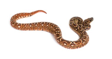 Genç Madagaskar ağacı boa, Sanzinia madagascariensis