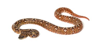 Genç Madagaskar ağacı boa, Sanzinia madagascariensis