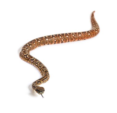 Genç Madagaskar ağacı boa dili dışarıda kokluyor, Sanzinia madagascariensis