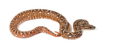 Genç Madagaskar ağacı boa, Sanzinia madagascariensis