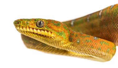 Genç Zümrüt Ağacı Boa Corallus Caninus