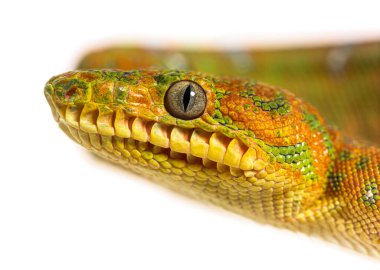 Genç Zümrüt Ağacı Boa Corallus Caninus