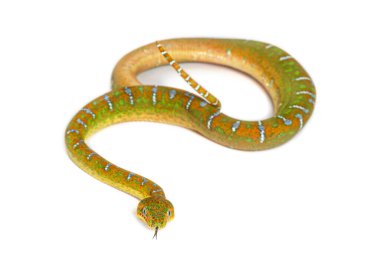 Genç Zümrüt Ağacı Boa Corallus Caninus