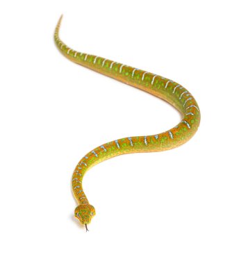 Genç Zümrüt Ağacı Boa Corallus Caninus