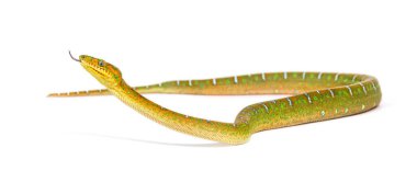 Genç zümrüt boa, diliyle kokluyor. Corallus caninus