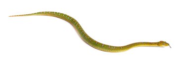 Genç Zümrüt Ağacı Boa Corallus Caninus