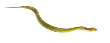 Genç Zümrüt Ağacı Boa Corallus Caninus