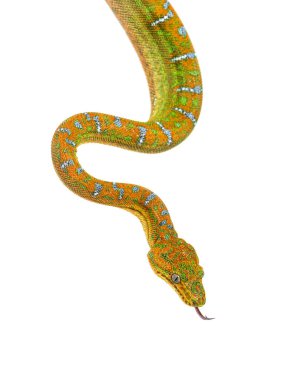 Genç Zümrüt Ağacı Boa Corallus Caninus