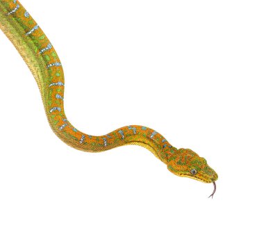 Juvenile Zümrüt Ağaç Boa 'nın diliyle koklarken çekilen resmi. Corallus caninus