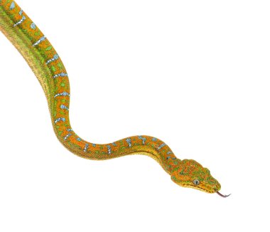 Genç Zümrüt Ağacı Boa Corallus Caninus