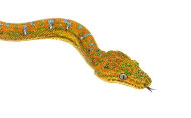 Juvenile Zümrüt Ağaç Boa 'nın diliyle koklarken çekilen resmi. Corallus caninus