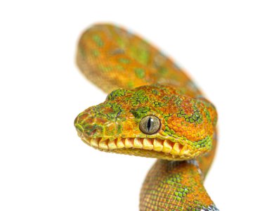 Juvenile Zümrüt Ağacı Boa Corallus Caninus 'un kafa resmi.