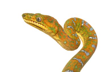 Juvenile Zümrüt Ağacı Boa Corallus Caninus 'un kafa resmi.